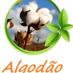 Algodão Algodão