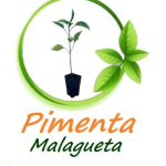 Pimenta Malagueta Pimenta Malagueta